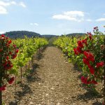 Vins i caves de l’Anoia, productes de qualitat en expansió