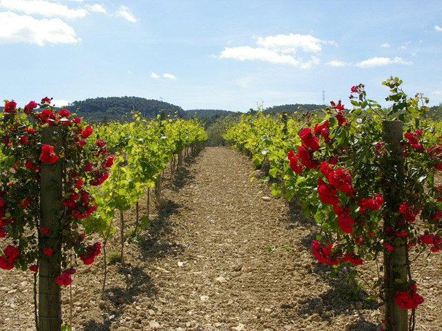 Vins i caves de l’Anoia, productes de qualitat en expansió