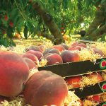 El Consell Comarcal de l’Anoia fomenta el consum de la fruita dolça del territori, un aliment de producció de qualitat