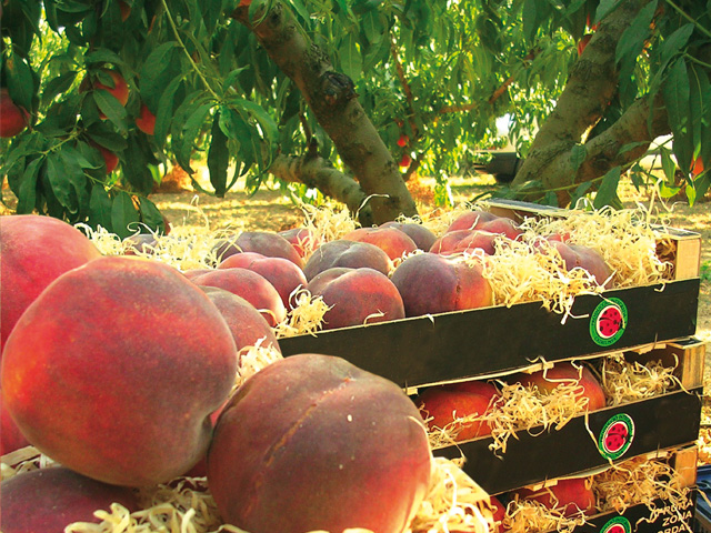 El Consell Comarcal de l’Anoia fomenta el consum de la fruita dolça del territori, un aliment de producció de qualitat